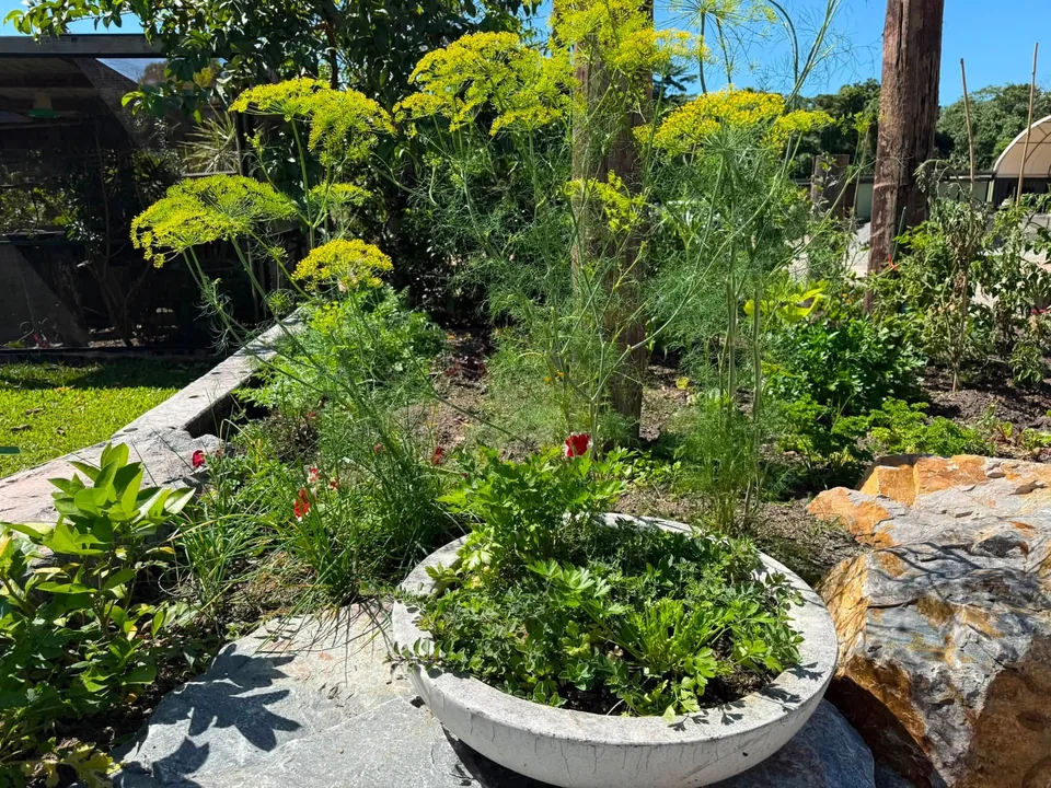 Herbs and flowering plants in the GLOWS garden